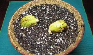 芒果籽的种植方法 芒果种子怎么种